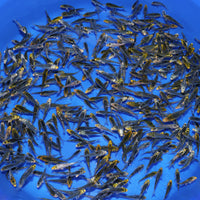 Thumbnail for JUMBO Koi Fry (1.5