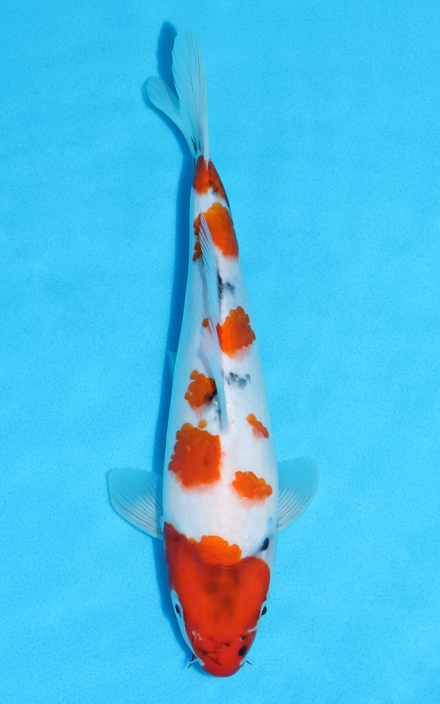 Showa - 29cm REF:13488