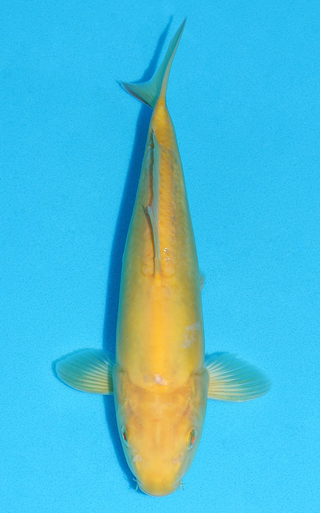 Doitsu Karashigoi - 30cm REF:13489