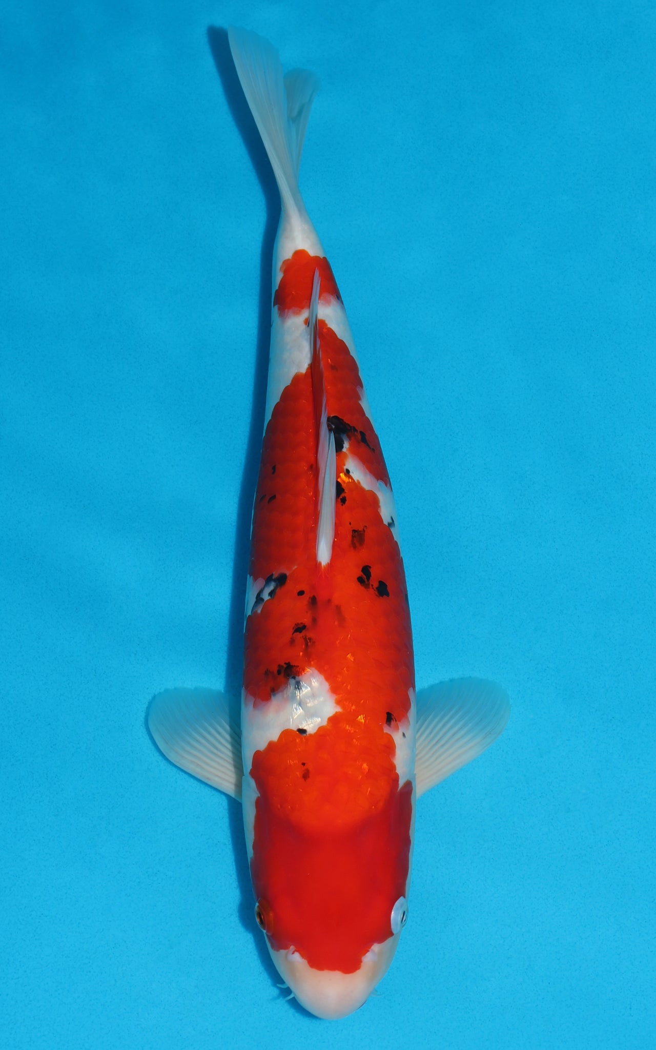 Sanke - 45cm REF:432