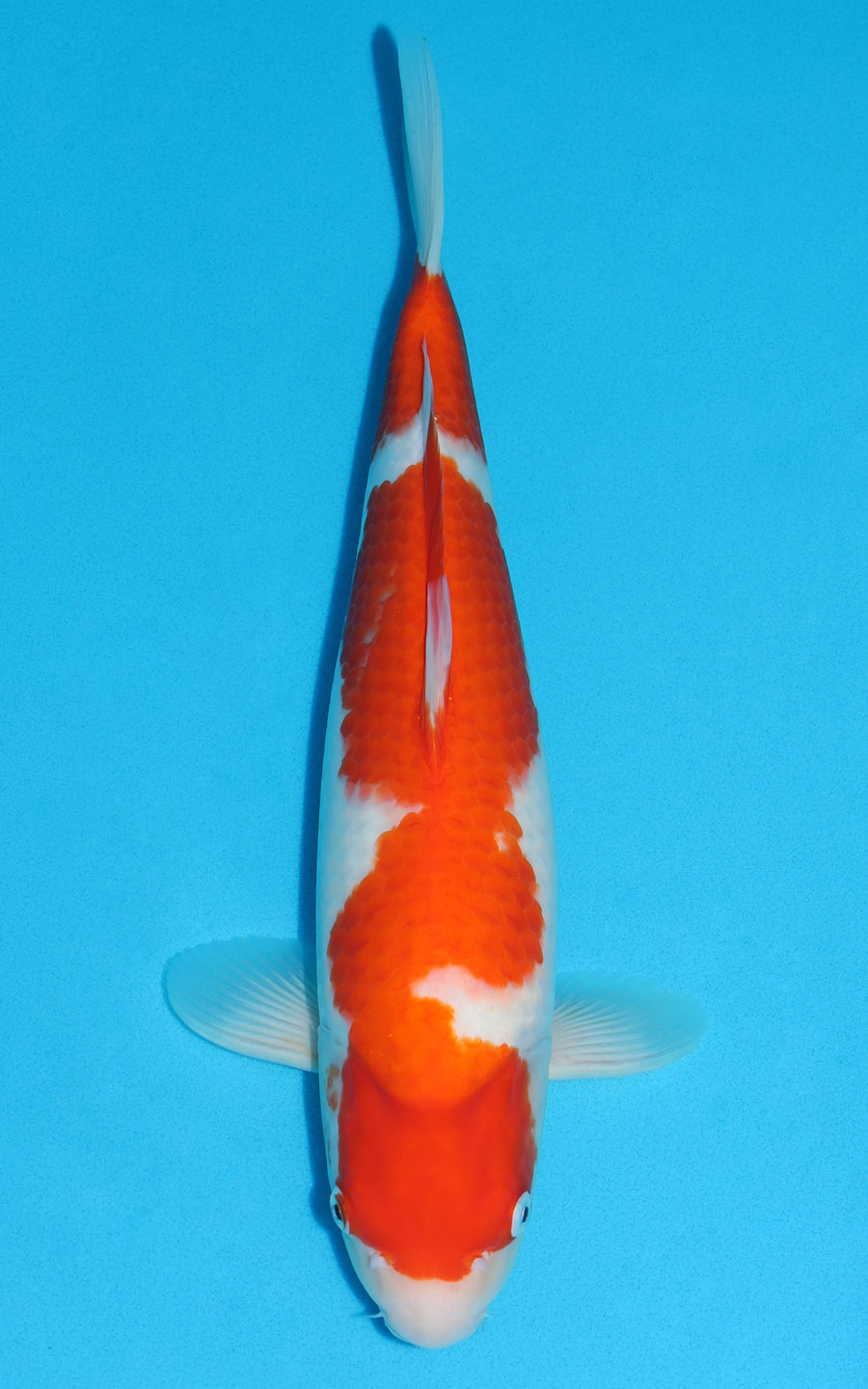 Kohaku - 43cm REF:39064
