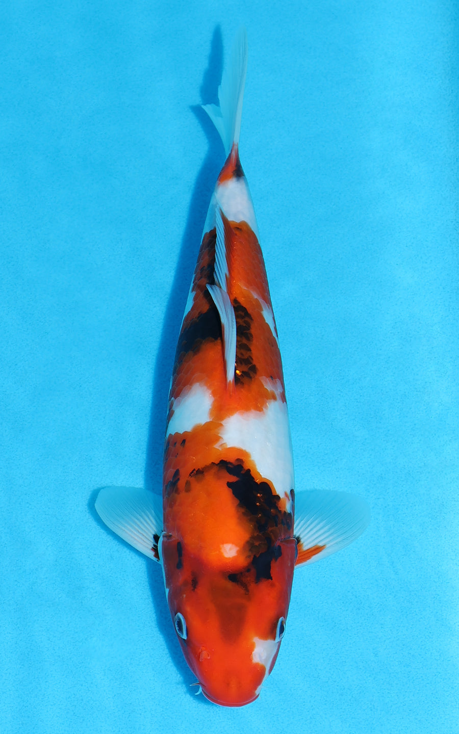 Showa - 30cm REF:13492