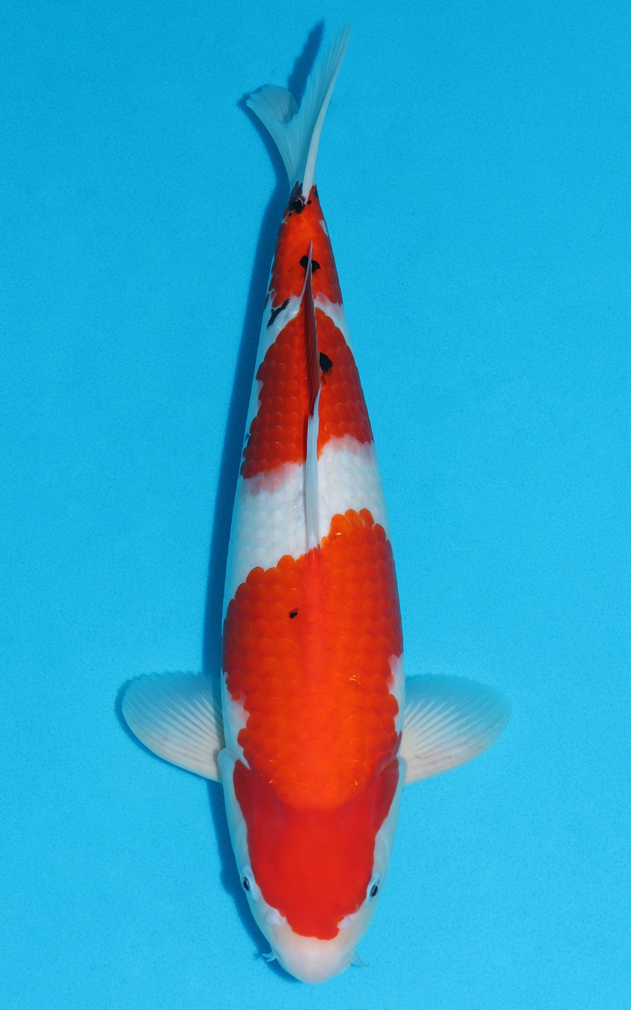 Sanke - 43cm REF:39065