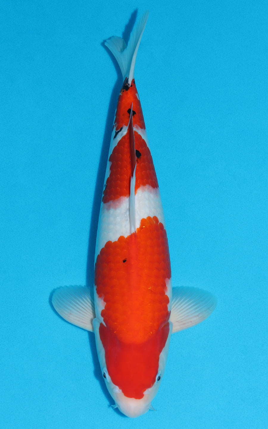 Sanke - 43cm REF:39065