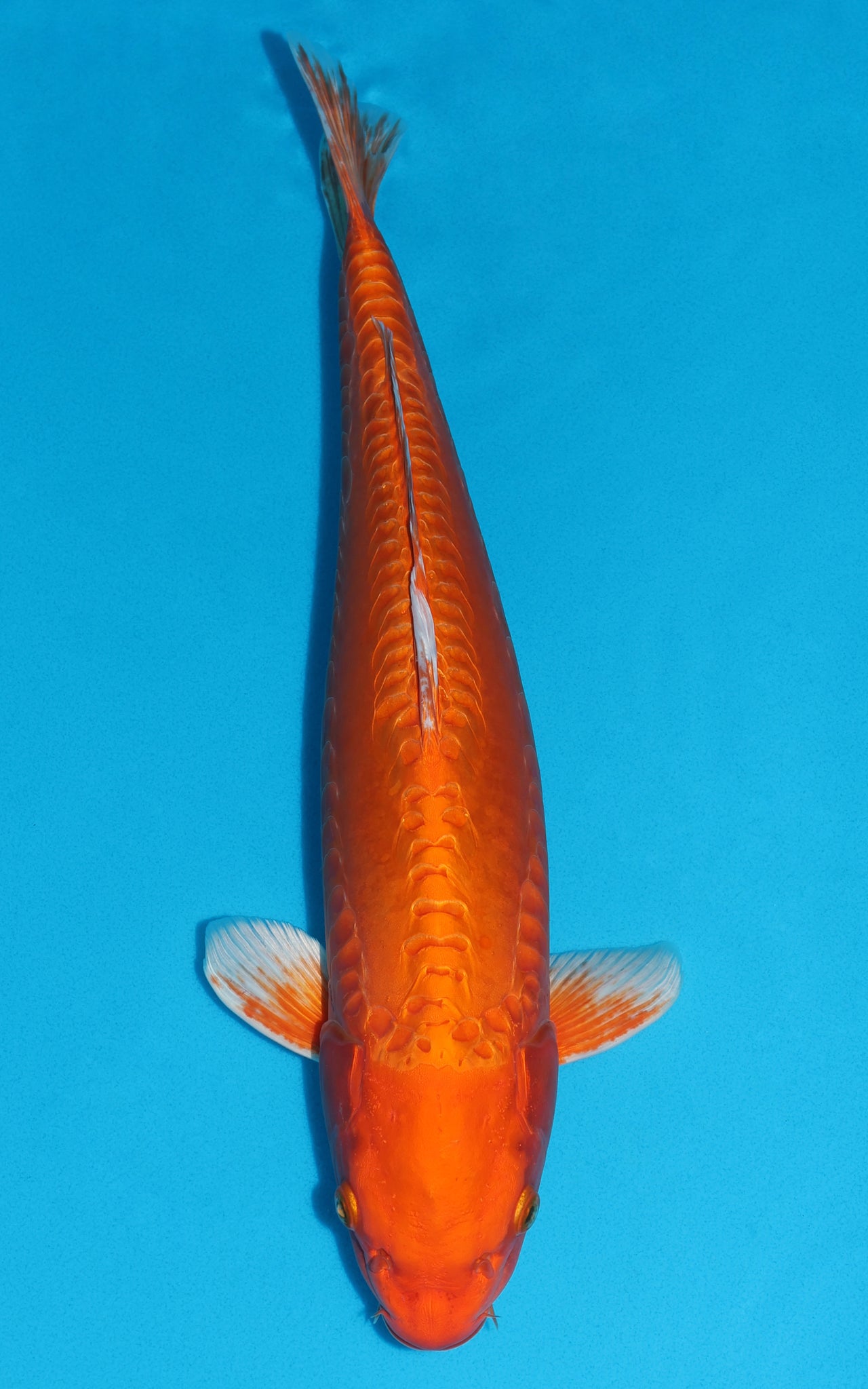 Doitsu Orenji Ogon - 50cm REF:436