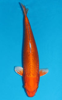 Thumbnail for Doitsu Orenji Ogon - 50cm REF:436