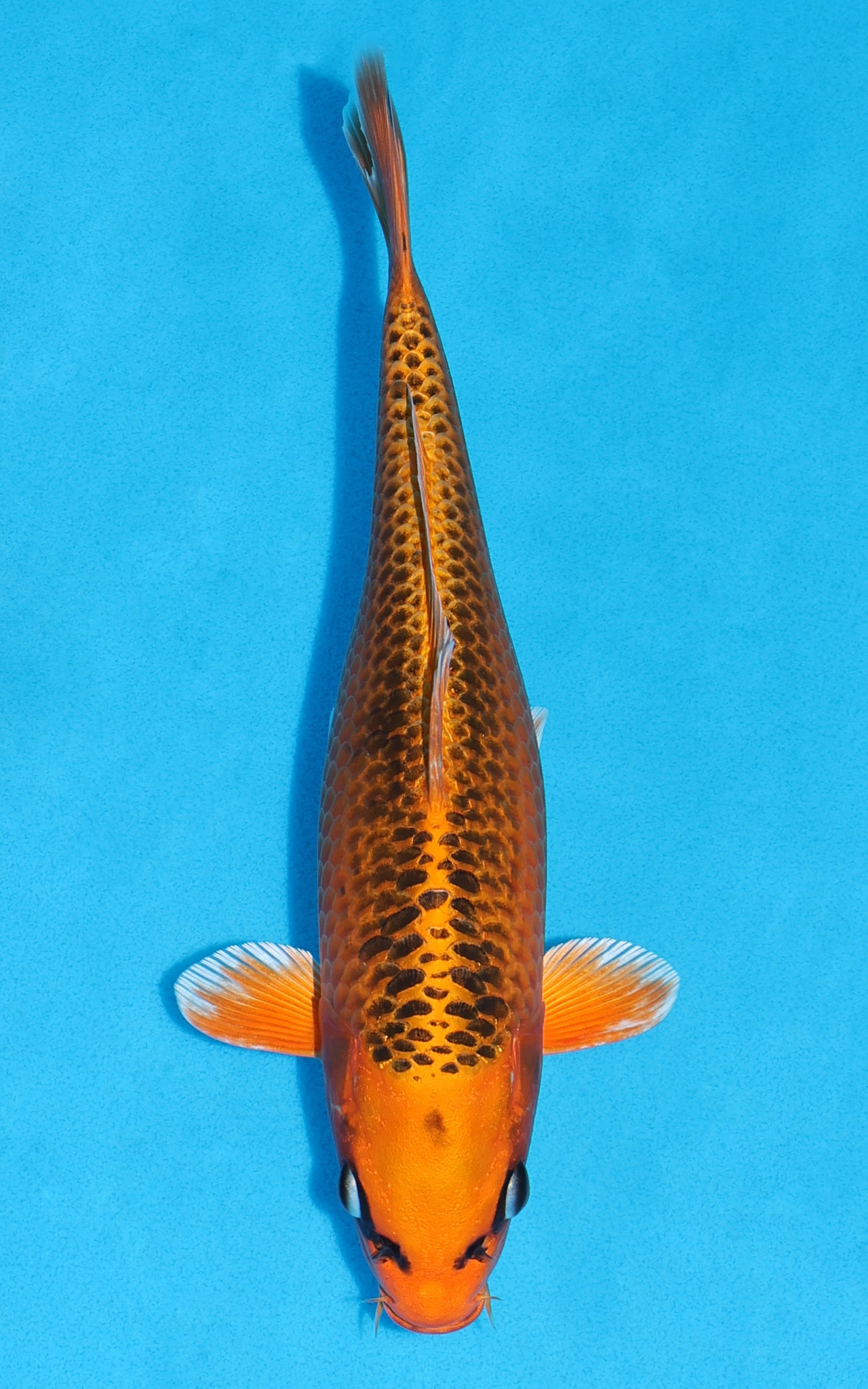 Kin Matsuba - 27cm REF:19434