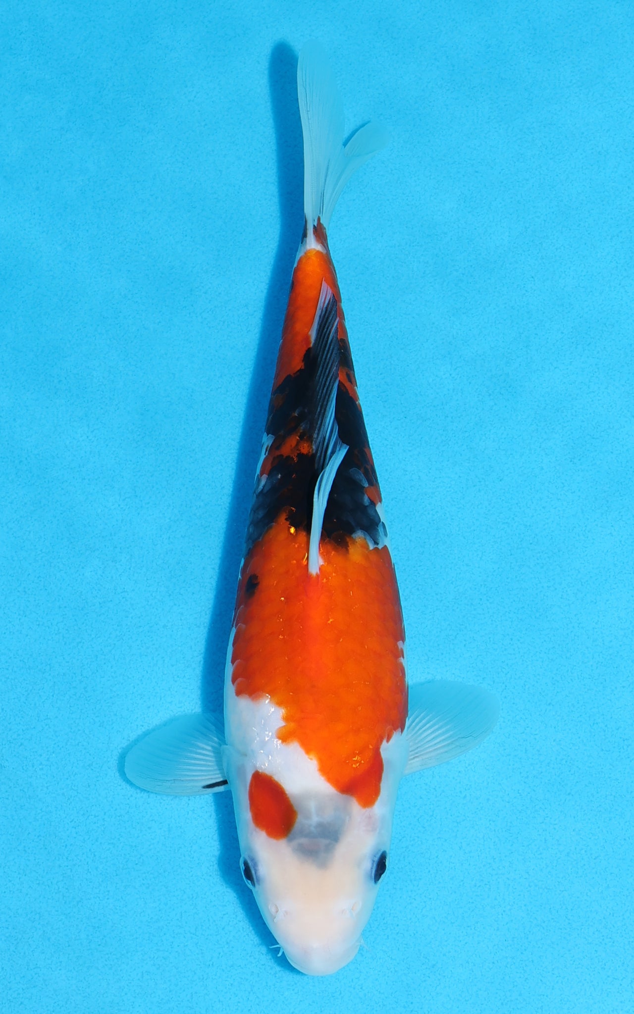 Showa - 26cm REF:13497
