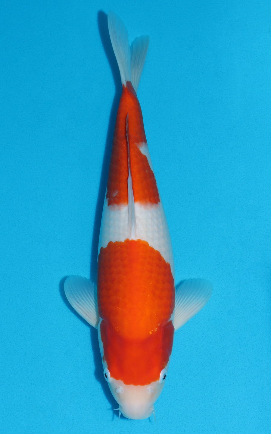 Kohaku - 41cm REF:39066