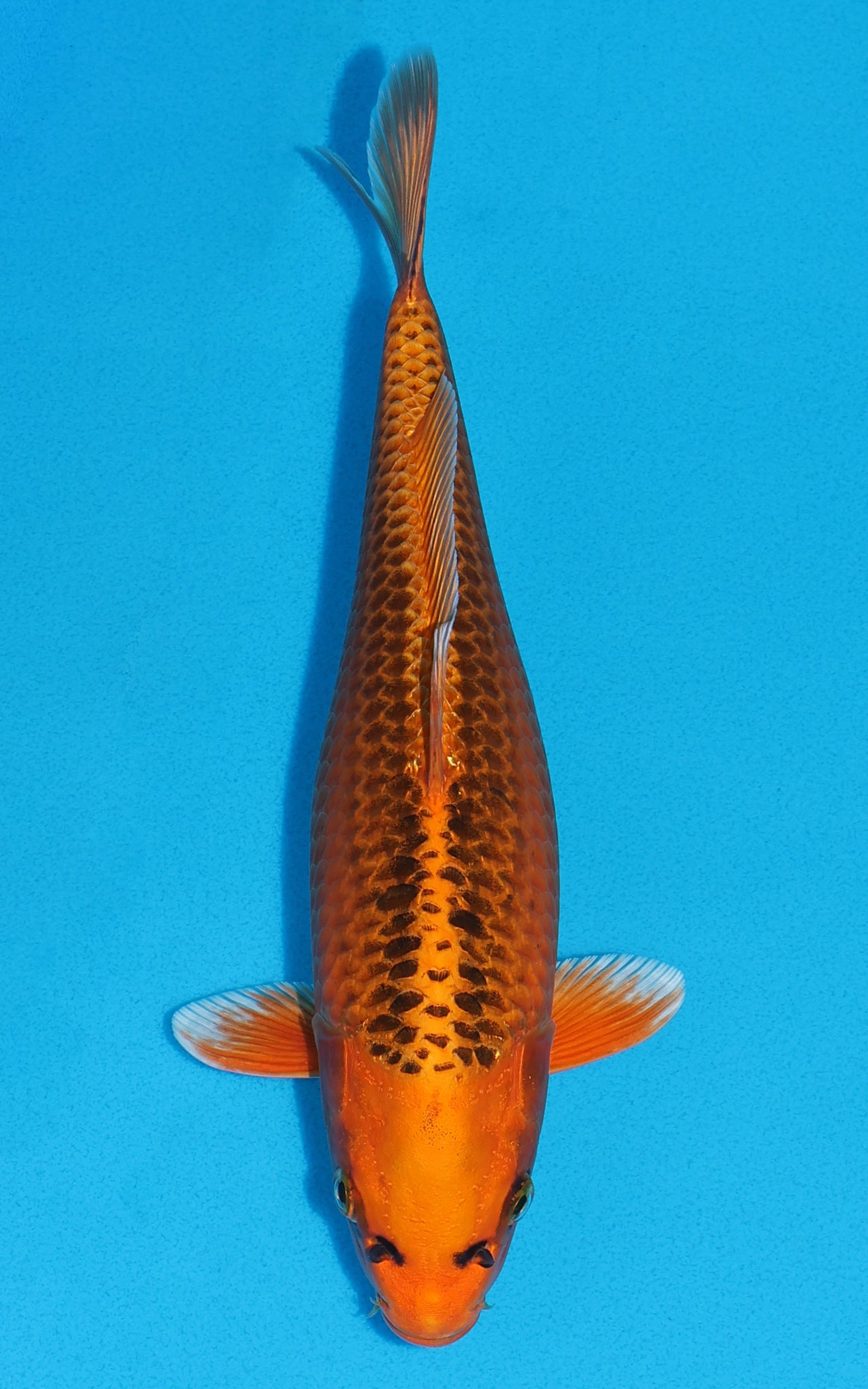 Kin Matsuba - 29cm REF:19437