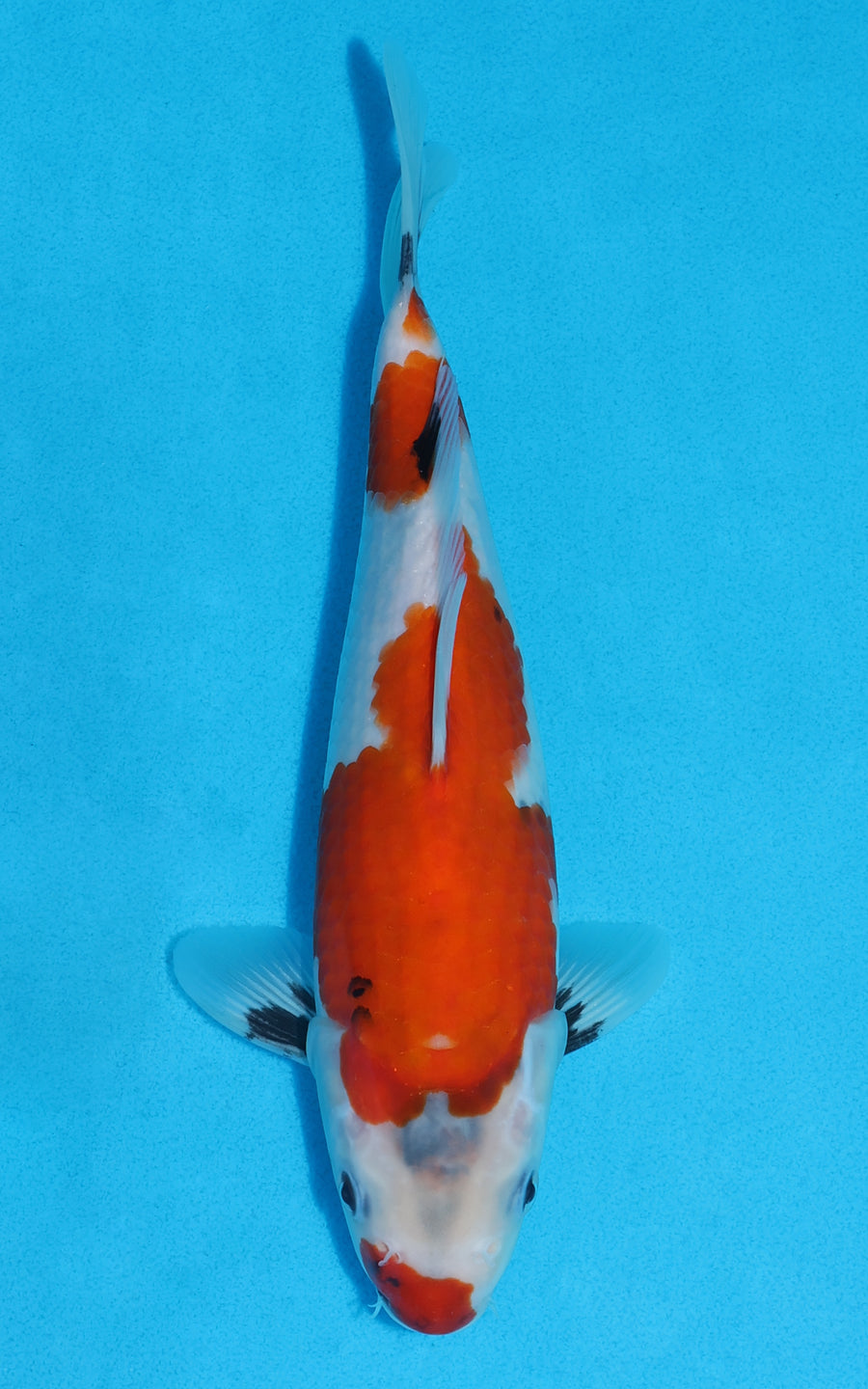 Showa - 26cm REF:13504
