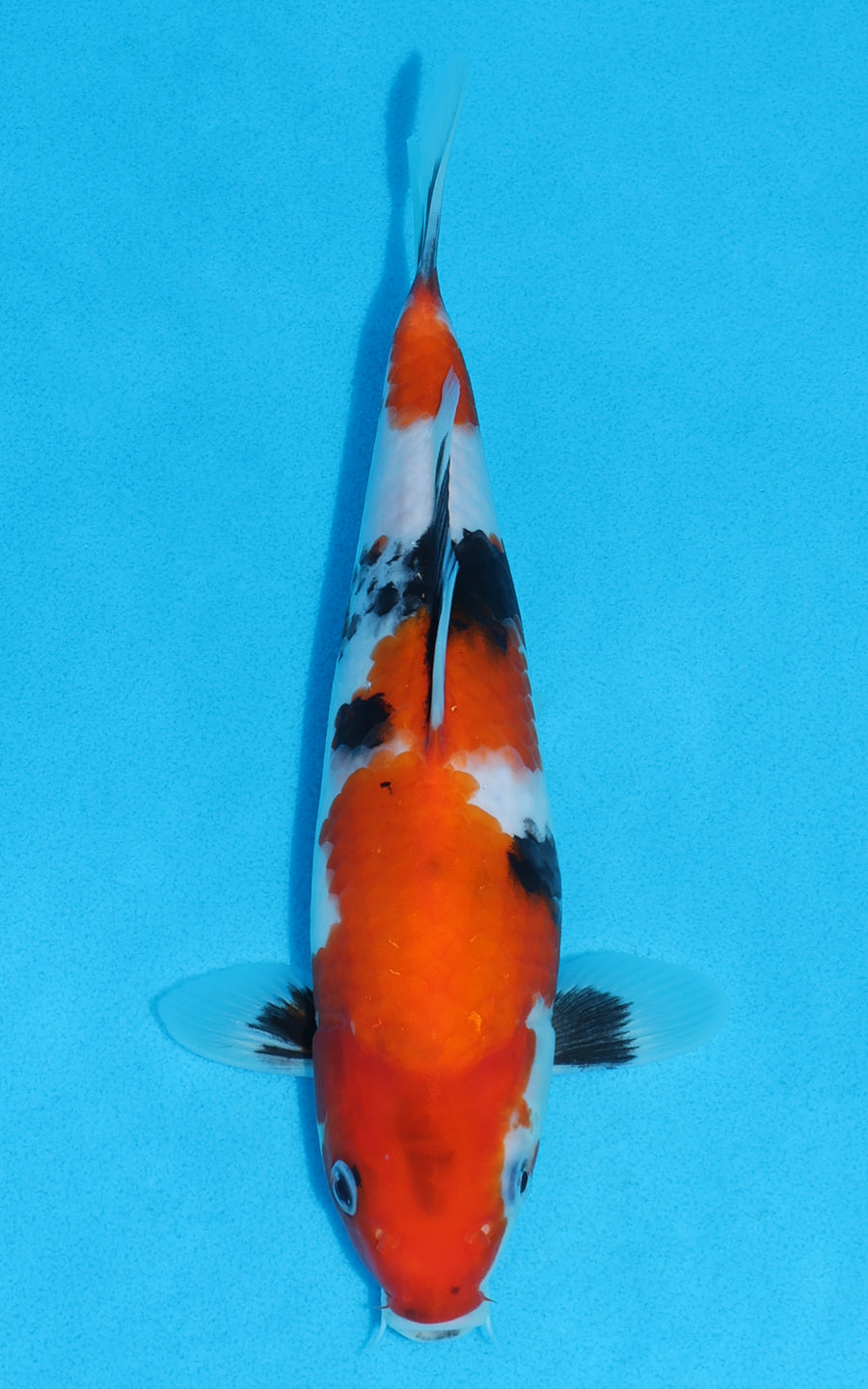Showa - 26cm REF:13510