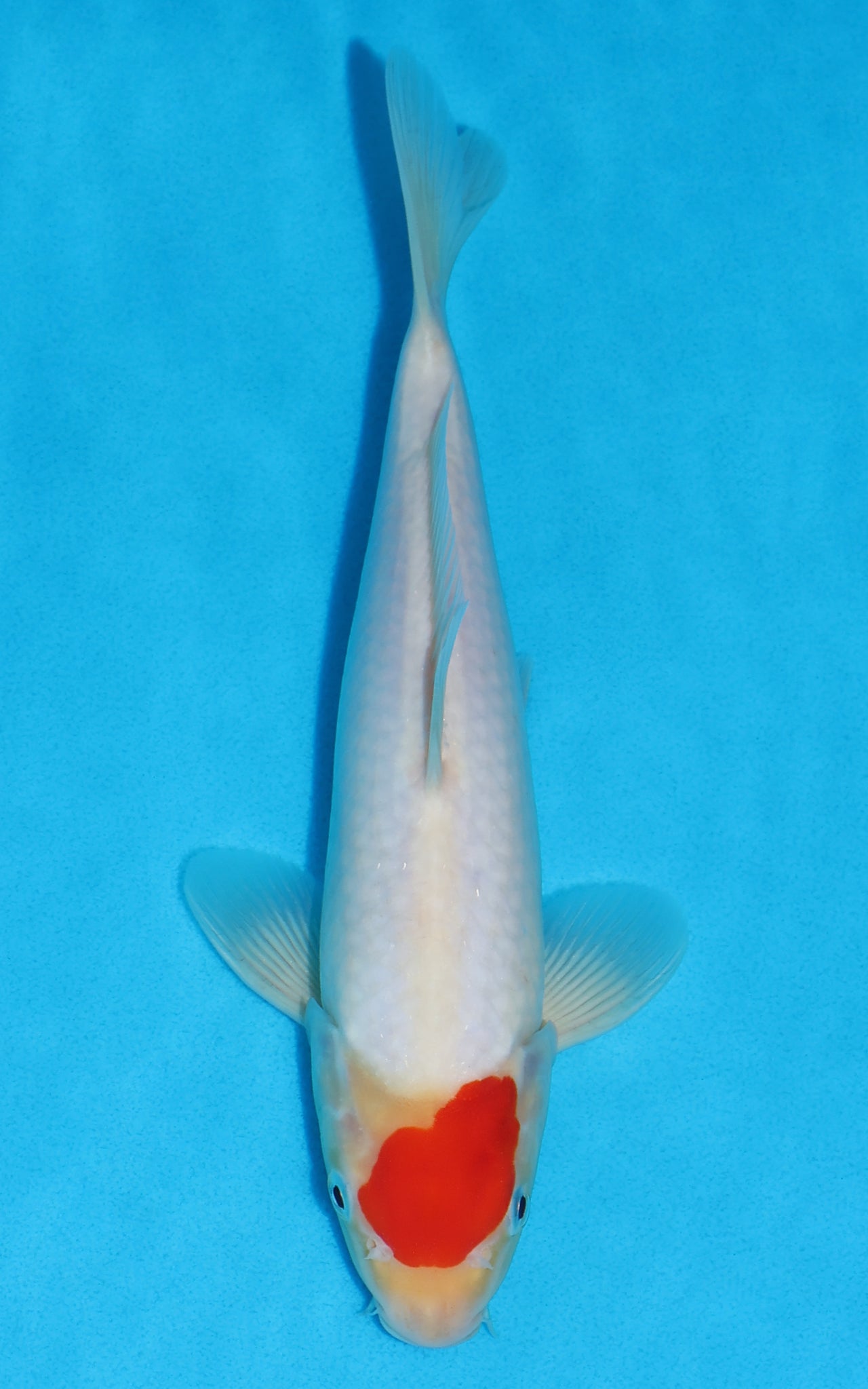Tancho Kohaku - 27cm REF:19441