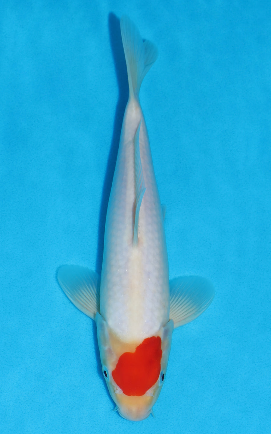 Tancho Kohaku - 27cm REF:19441
