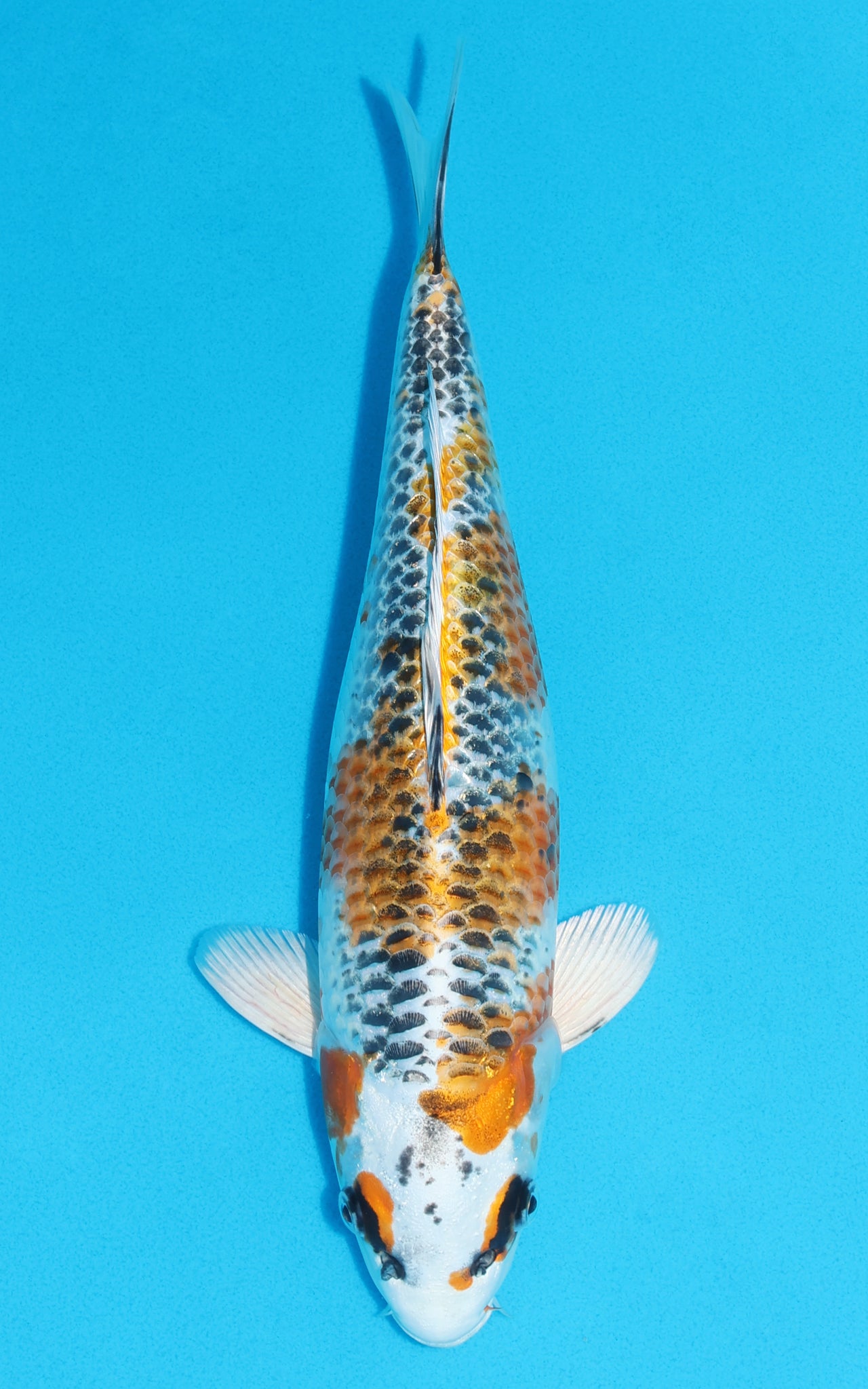 Kujaku - 33cm REF:13149