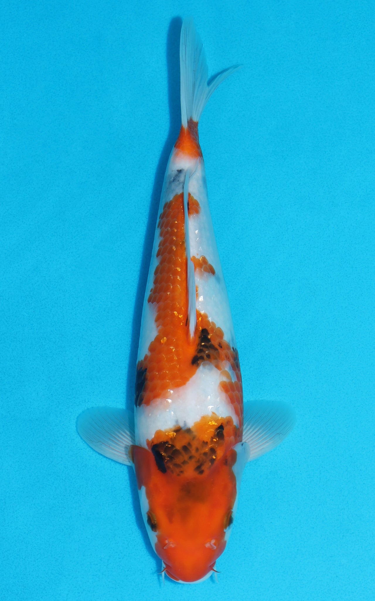 Showa - 33cm REF:13150