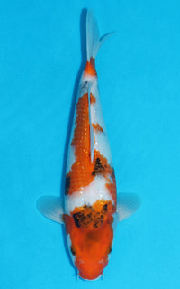 Thumbnail for Showa - 33cm REF:13150