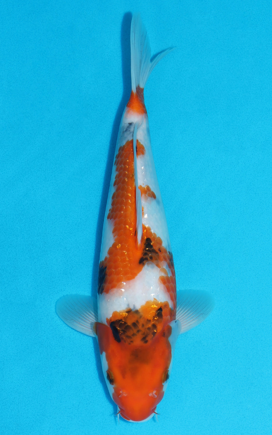 Showa - 33cm REF:13150