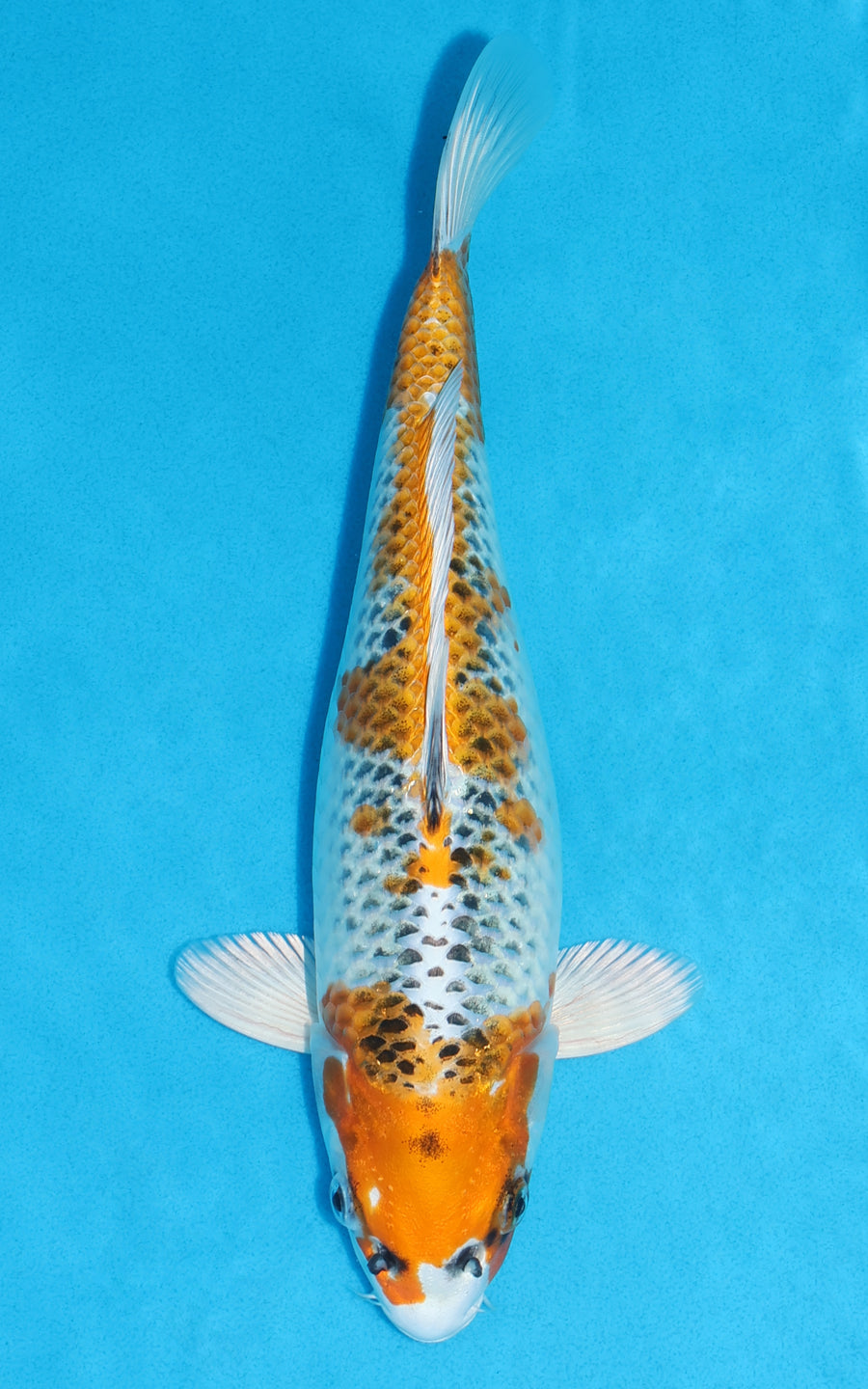 Kujaku - 29cm REF:13151