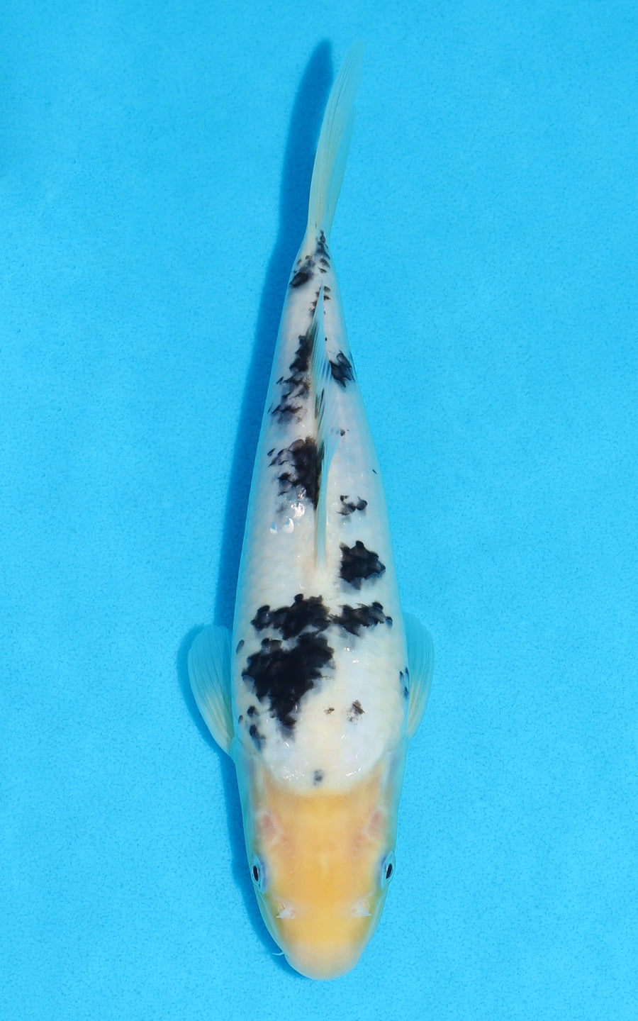 Shiro Bekko - 26cm REF:13513