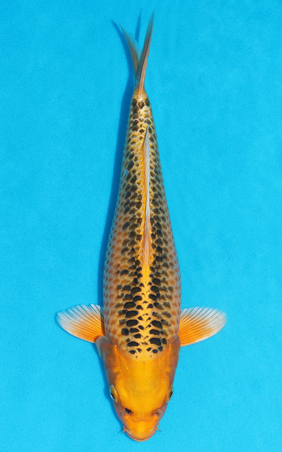 Kin Matsuba - 32cm REF:19163