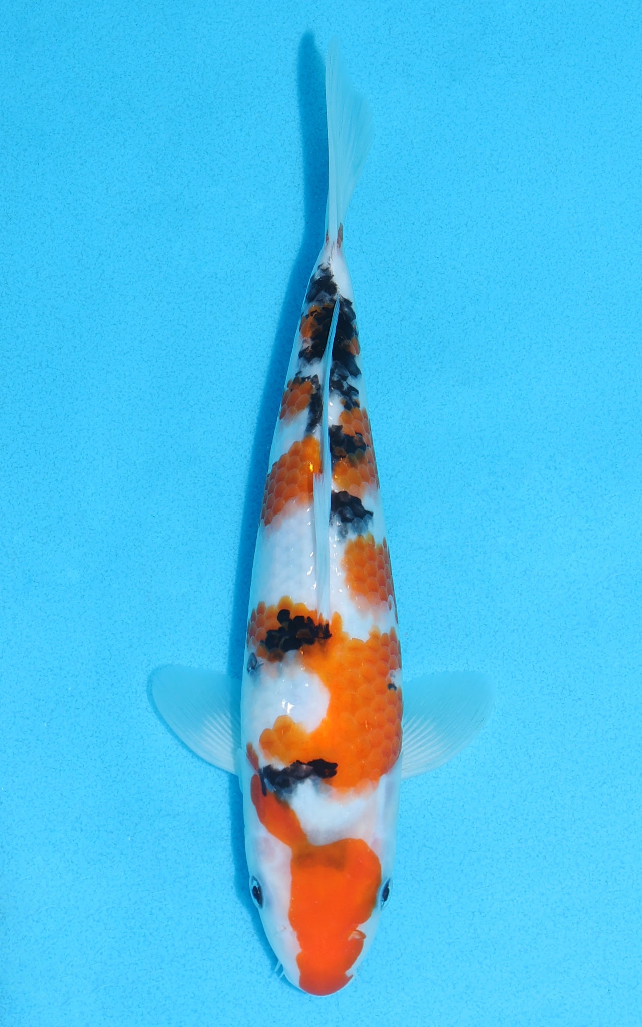 Sanke - 24cm REF:70123