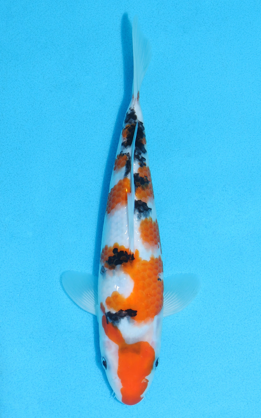 Sanke - 24cm REF:70123