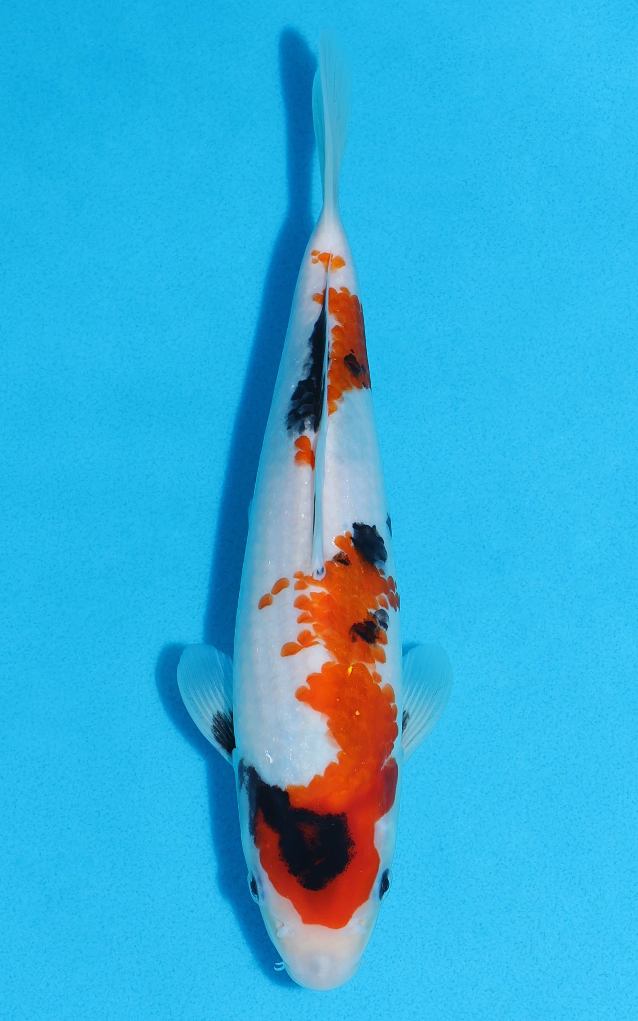 Showa - 26cm REF:70434