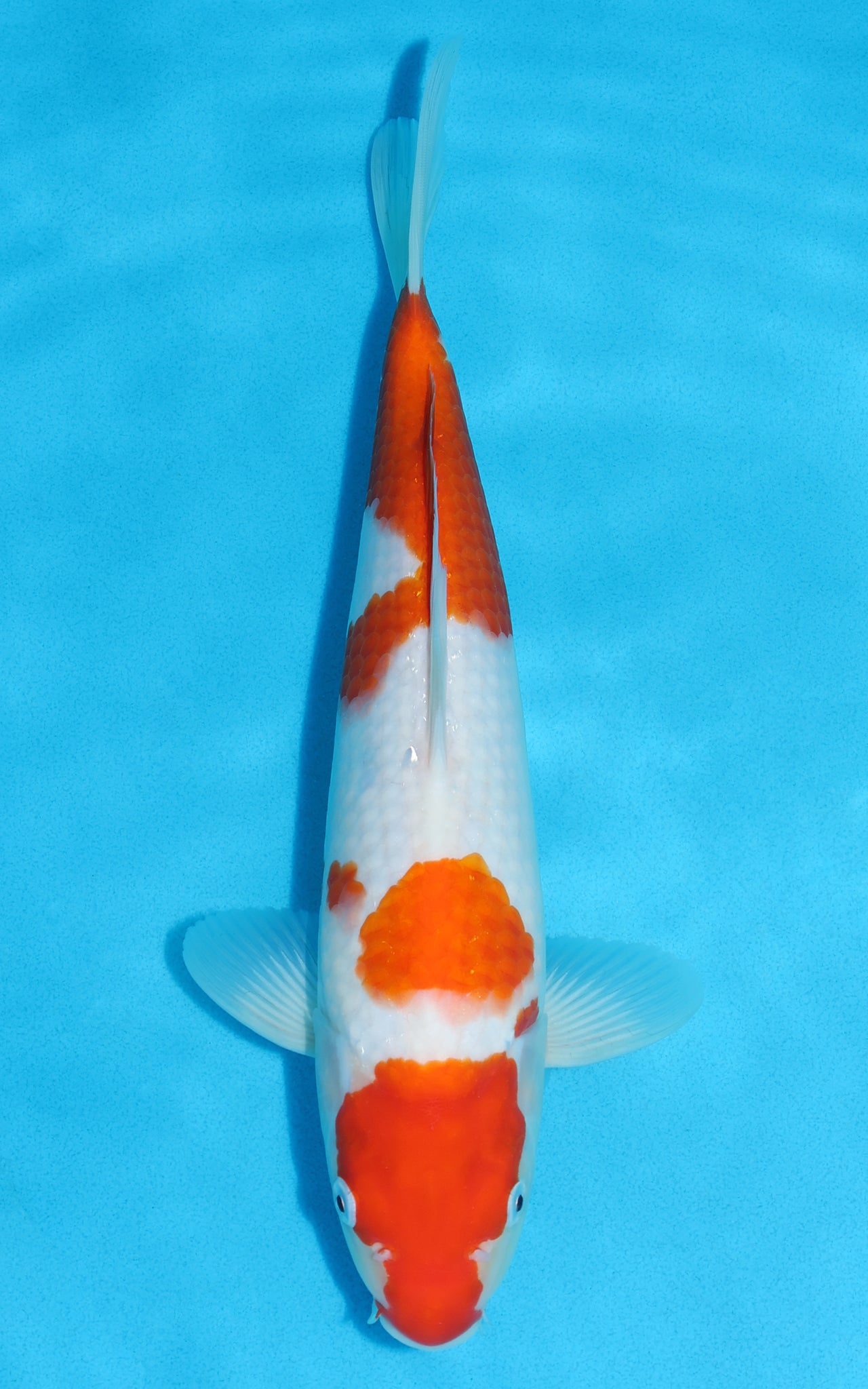 Kohaku - 32cm REF:13152