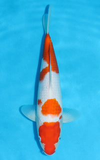 Thumbnail for Kohaku - 32cm REF:13152