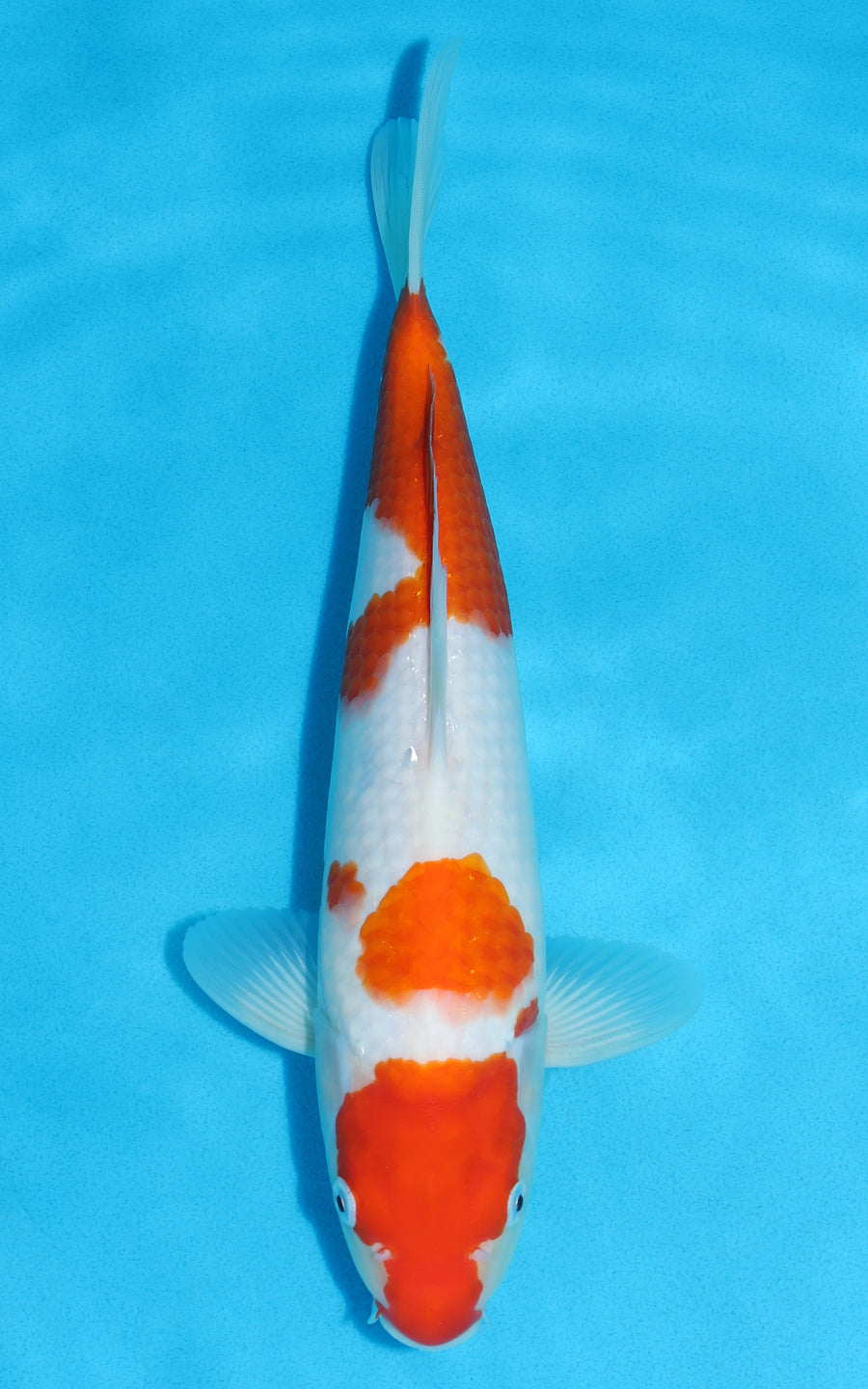 Kohaku - 32cm REF:13152