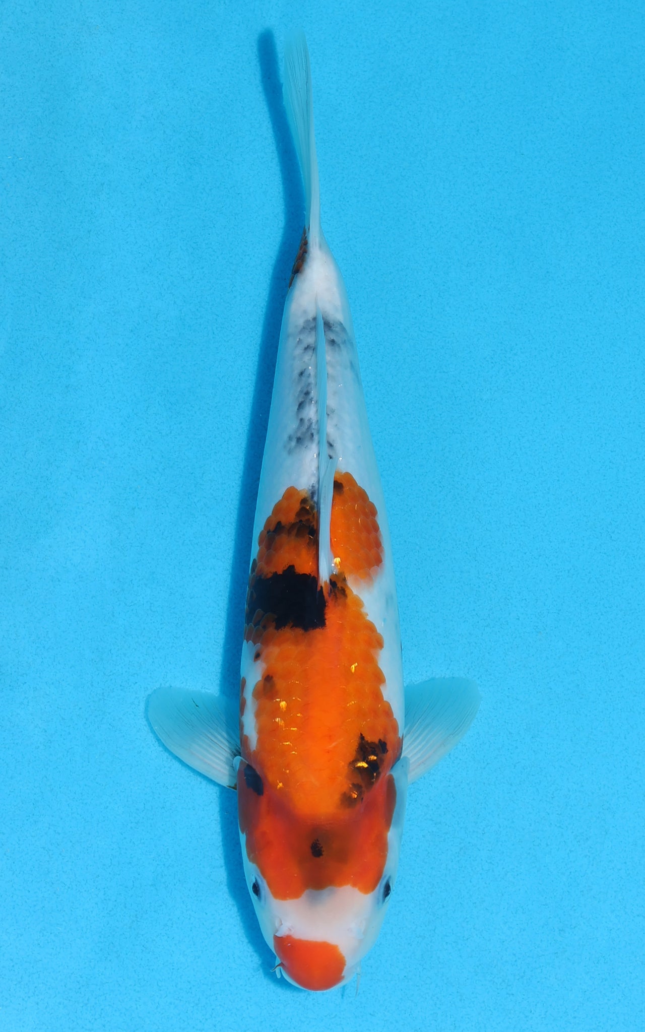 Showa - 29cm REF:13153