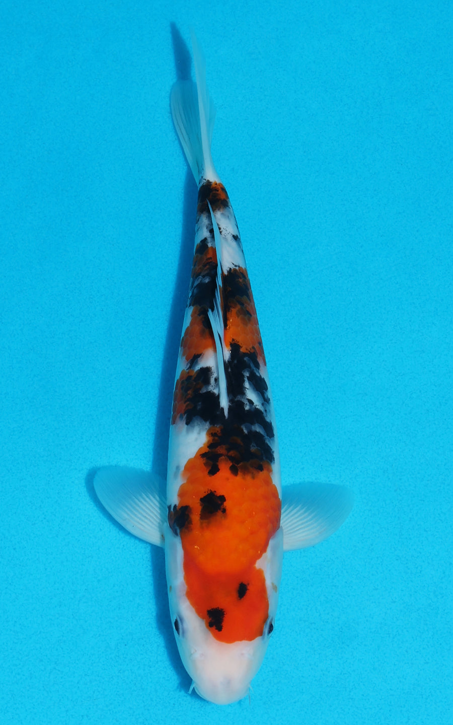 Sanke - 26cm REF:13154