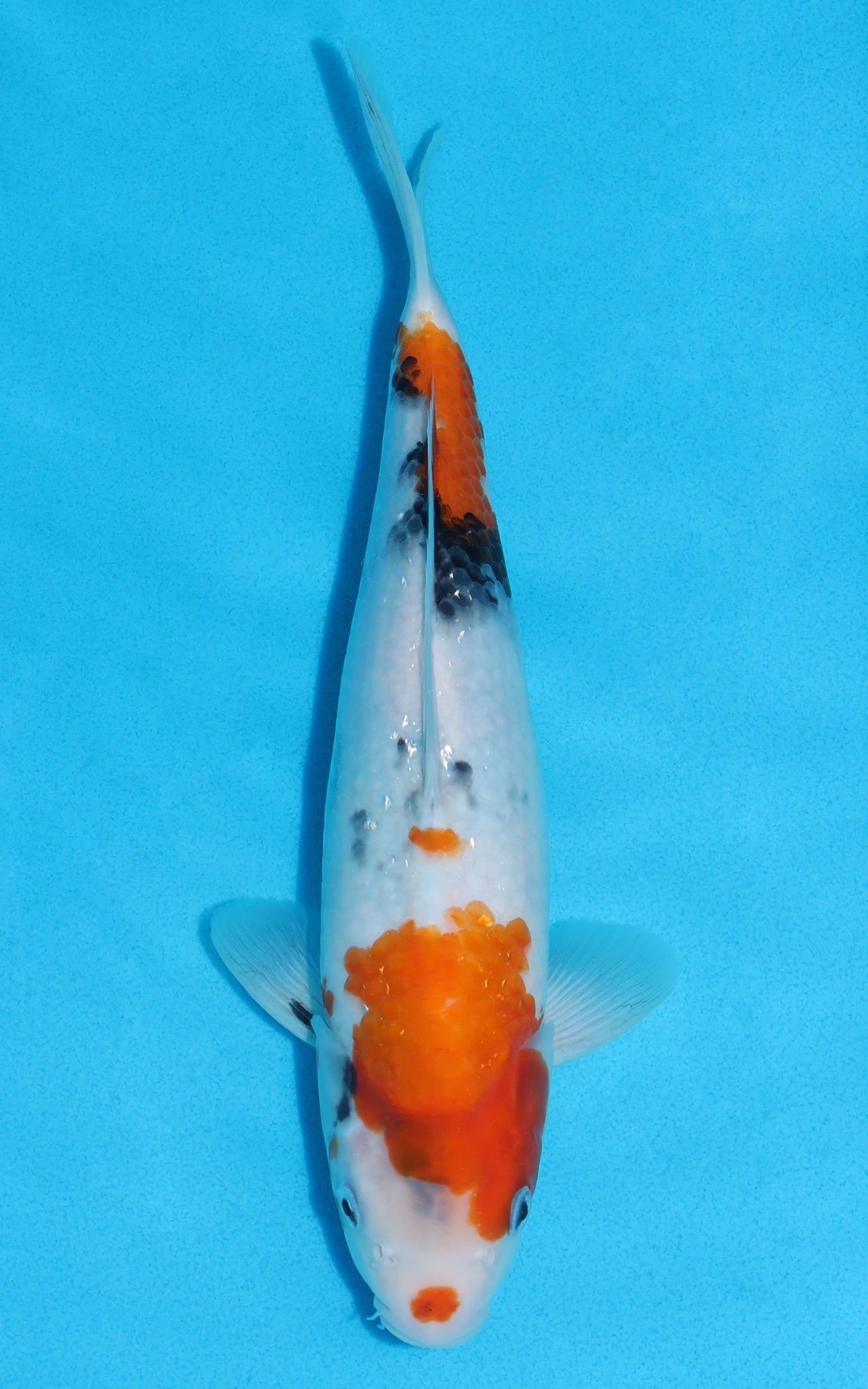 Showa - 26cm REF:70125