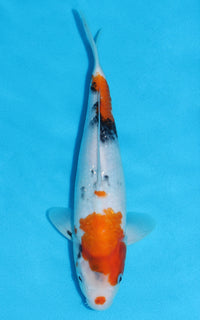 Thumbnail for Showa - 26cm REF:70125