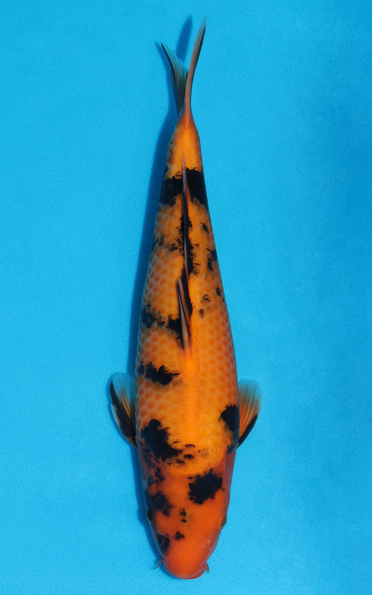 Hi Utsuri - 33cm REF:13156