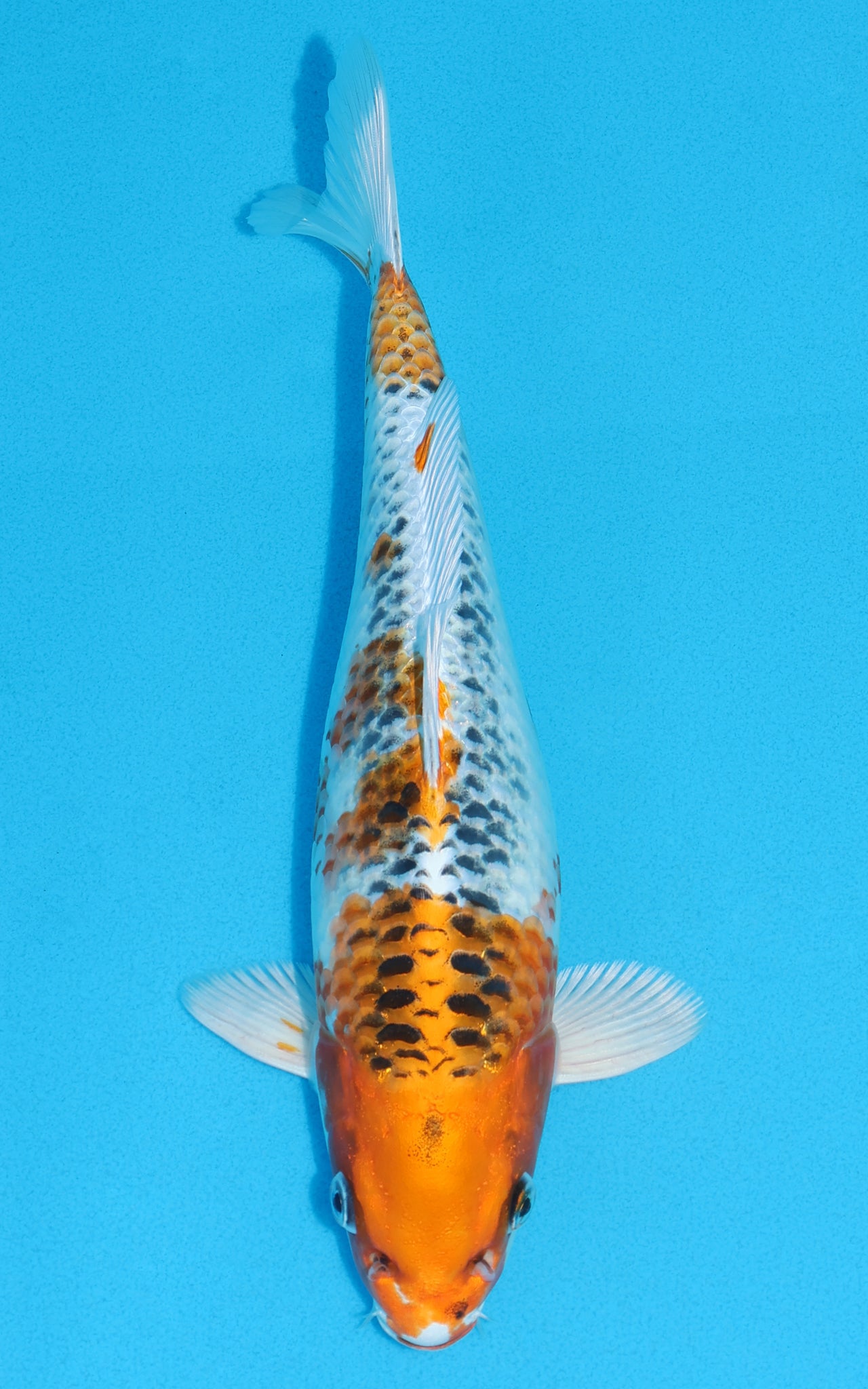 Kujaku - 31cm REF:13157