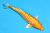 Thumbnail for Aragoke Orenji Ogon - 34cm REF:29073