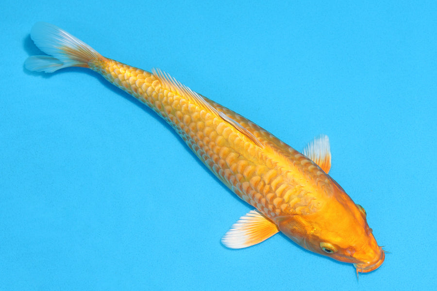 Aragoke Orenji Ogon - 34cm REF:29073