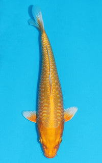 Thumbnail for Aragoke Orenji Ogon - 34cm REF:29073