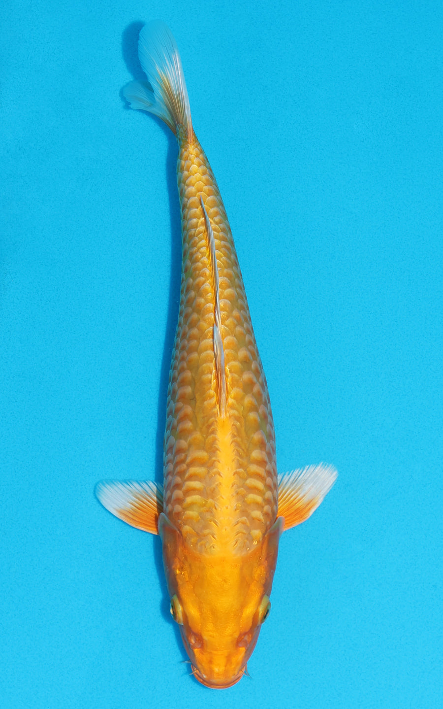 Aragoke Orenji Ogon - 34cm REF:29073