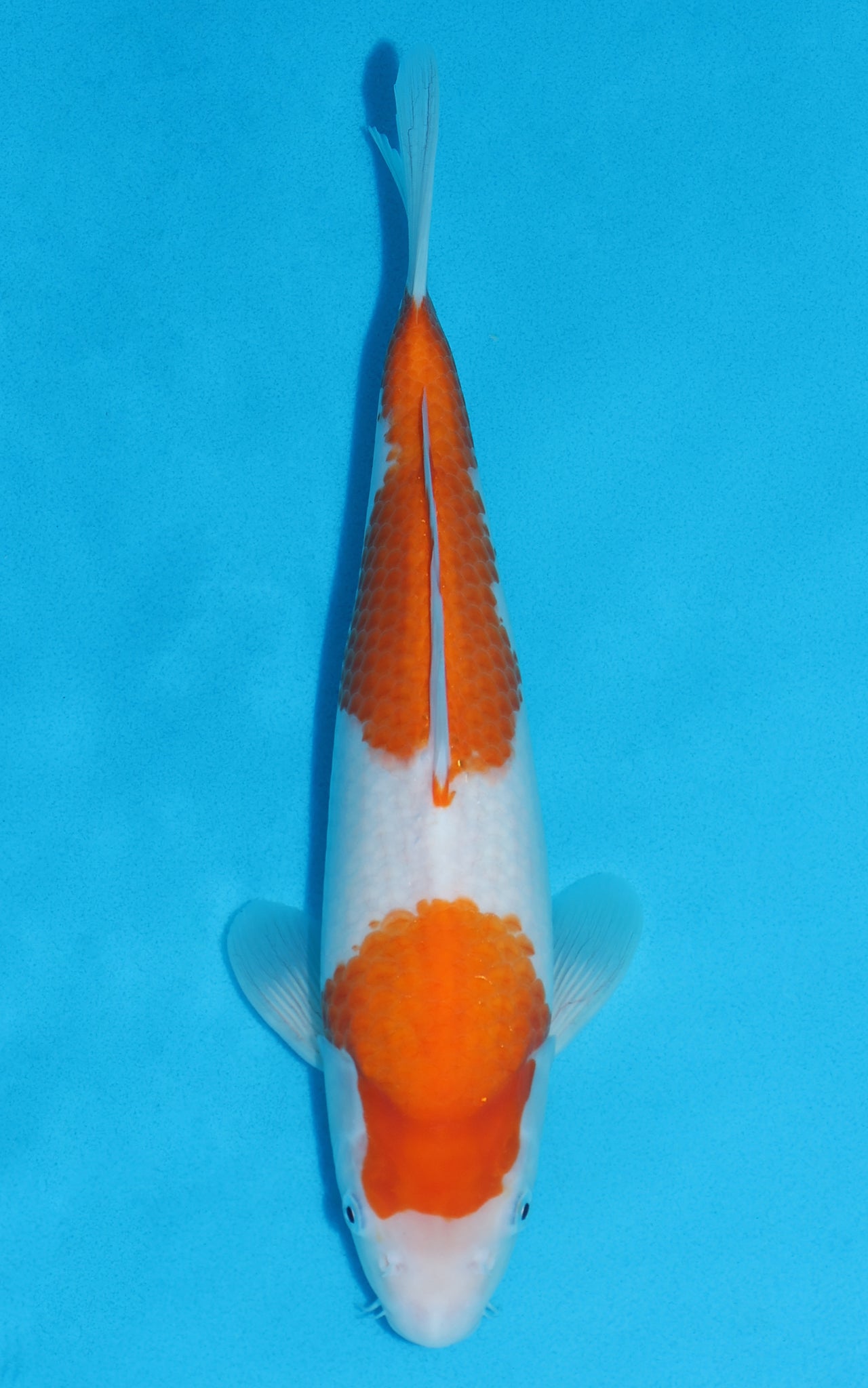 Kohaku - 34cm REF:13158