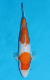 Thumbnail for Kohaku - 34cm REF:13158