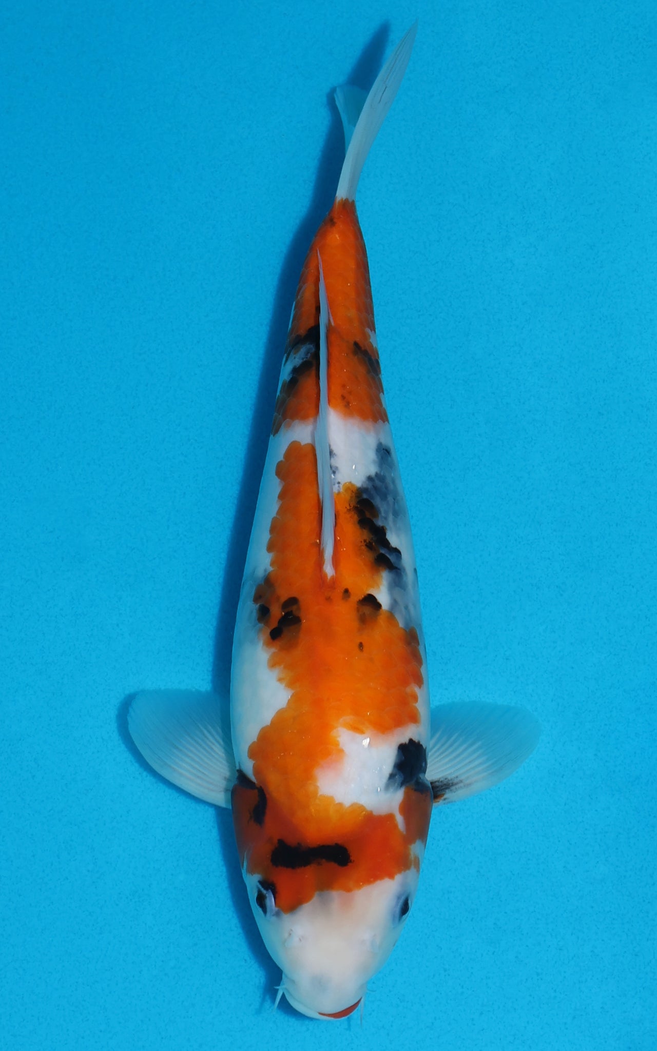 Showa - 30cm REF:13159