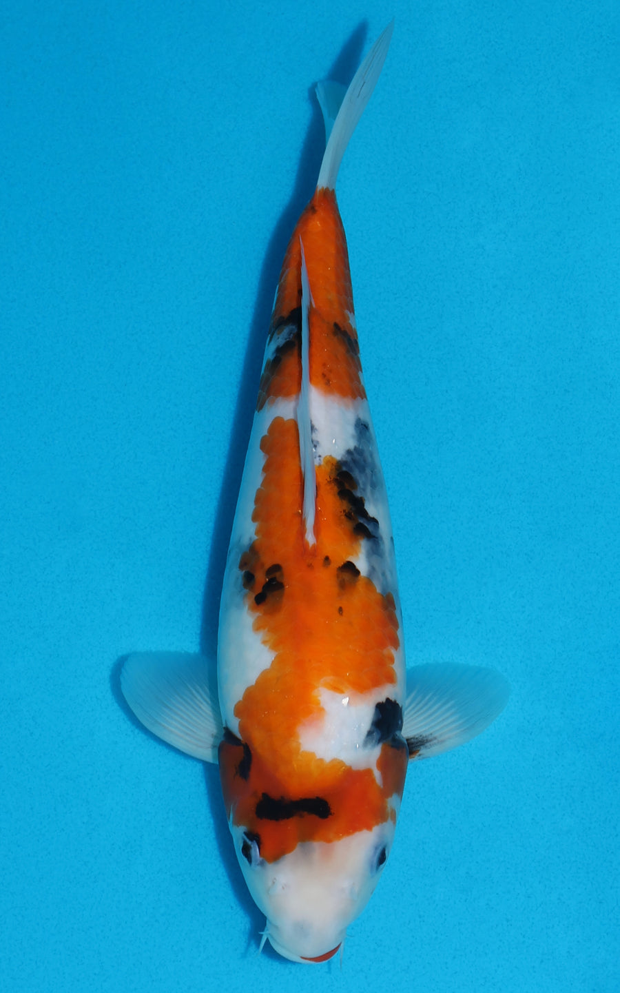 Showa - 30cm REF:13159