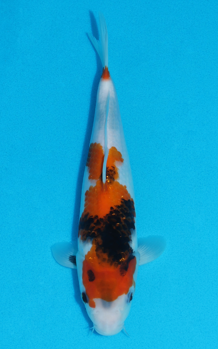 Showa - 26cm REF:13160