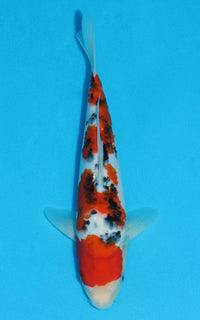 Thumbnail for Sanke - 29cm REF:13161