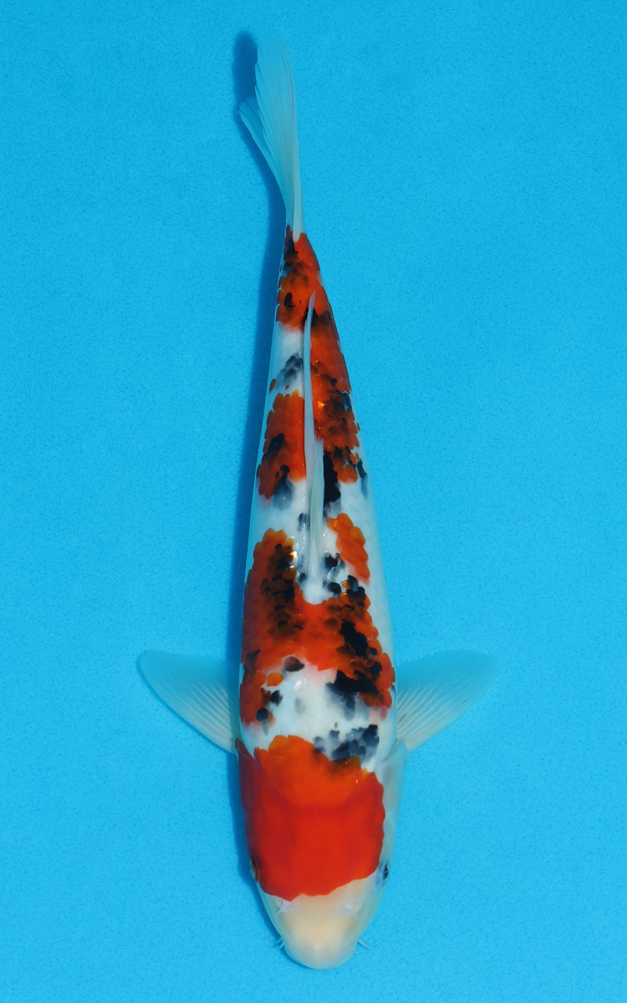 Sanke - 29cm REF:13161