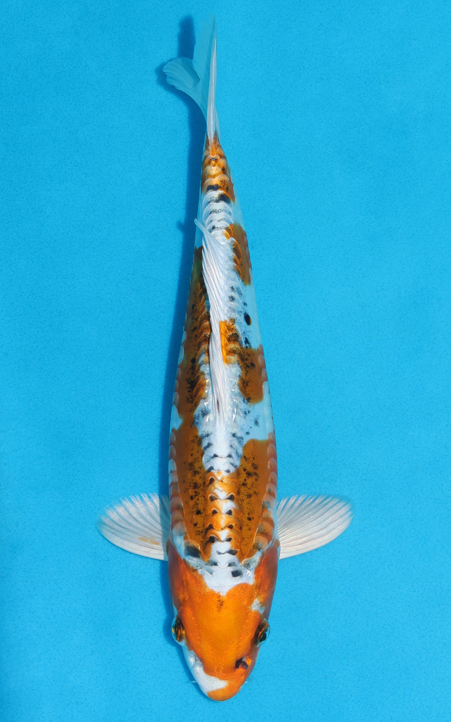 Doitsu Kujaku - 31cm REF:13162