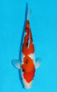 Thumbnail for Sanke - 29cm REF:13163